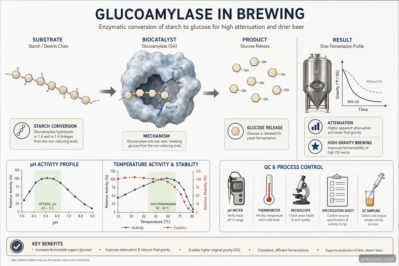 entsyymi for brewing process diagram linking starch conversion to glucose yield across pH and temperature windows