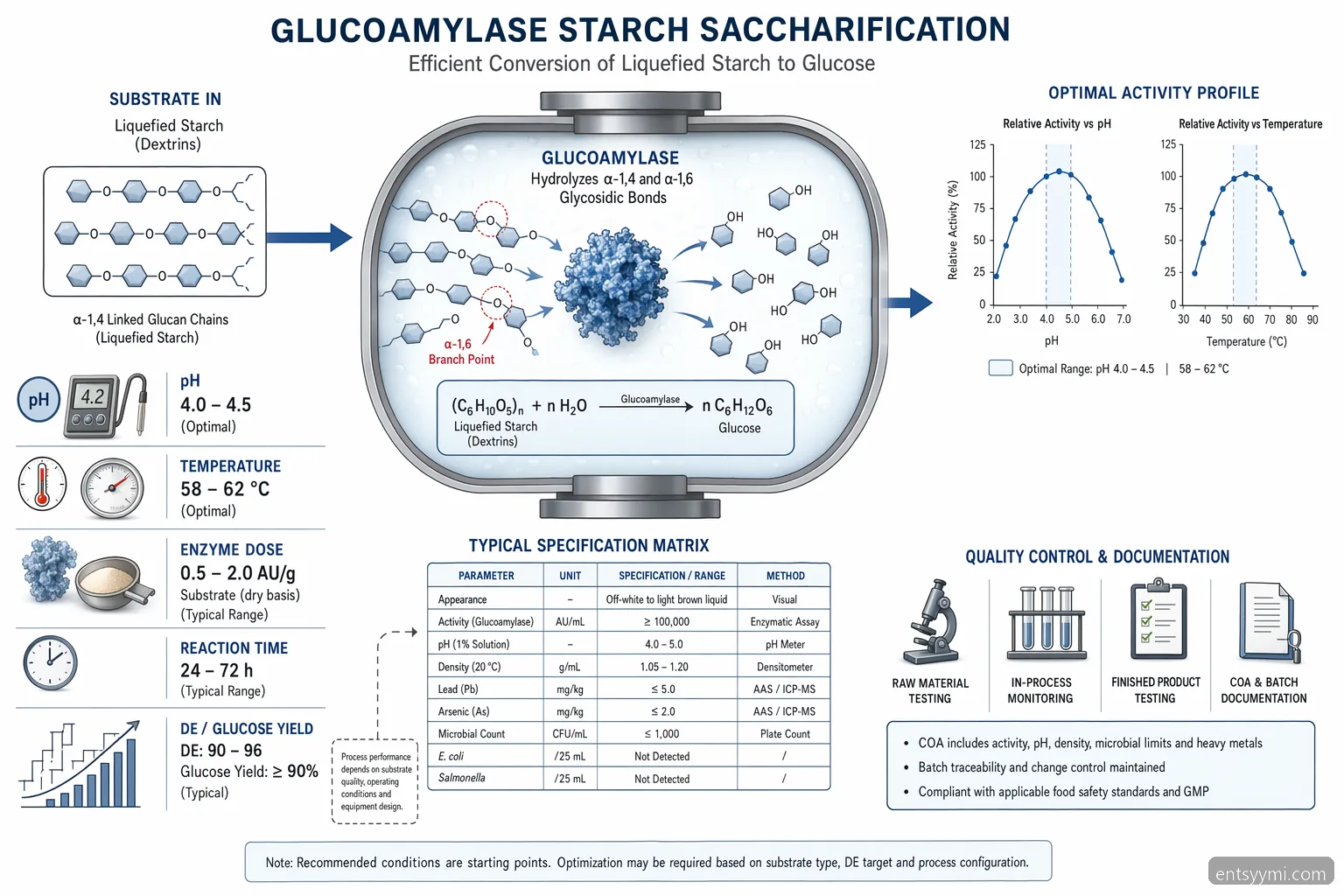 entsyymi for starch processing mechanism diagram maps glukoamylaasi action, pH, temperature, and glucose yield