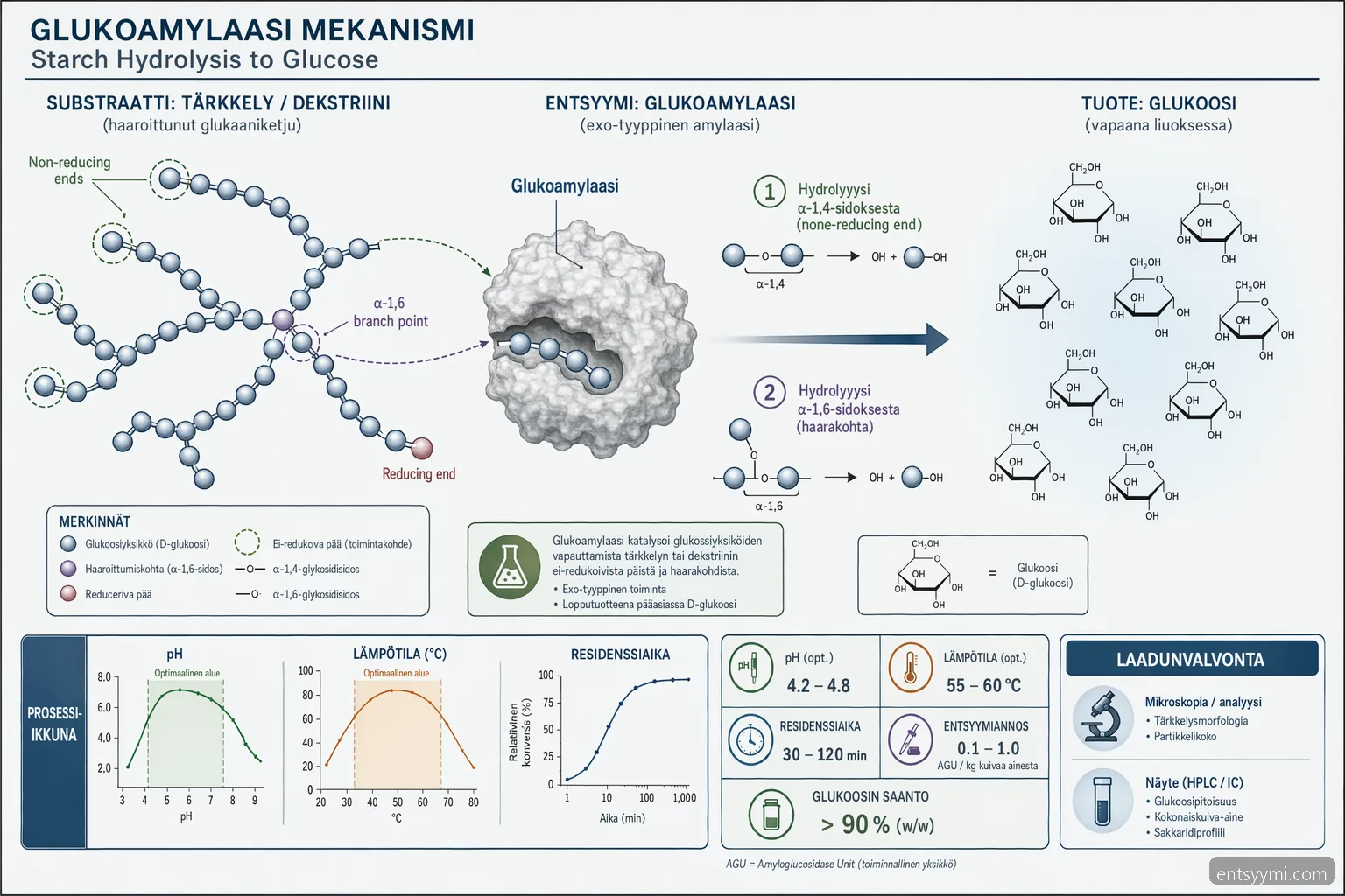 glukoamylaasi for starch processing mechanism diagram maps starch hydrolysis to glucose with pH and temperature controls
