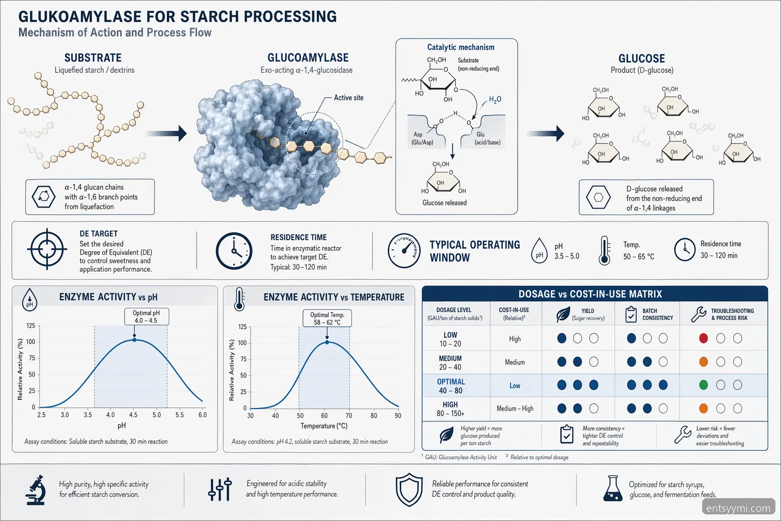 glukoamylaasi supplier for starch processing: enzyme reaction flow with pH, temperature and dosage checkpoints