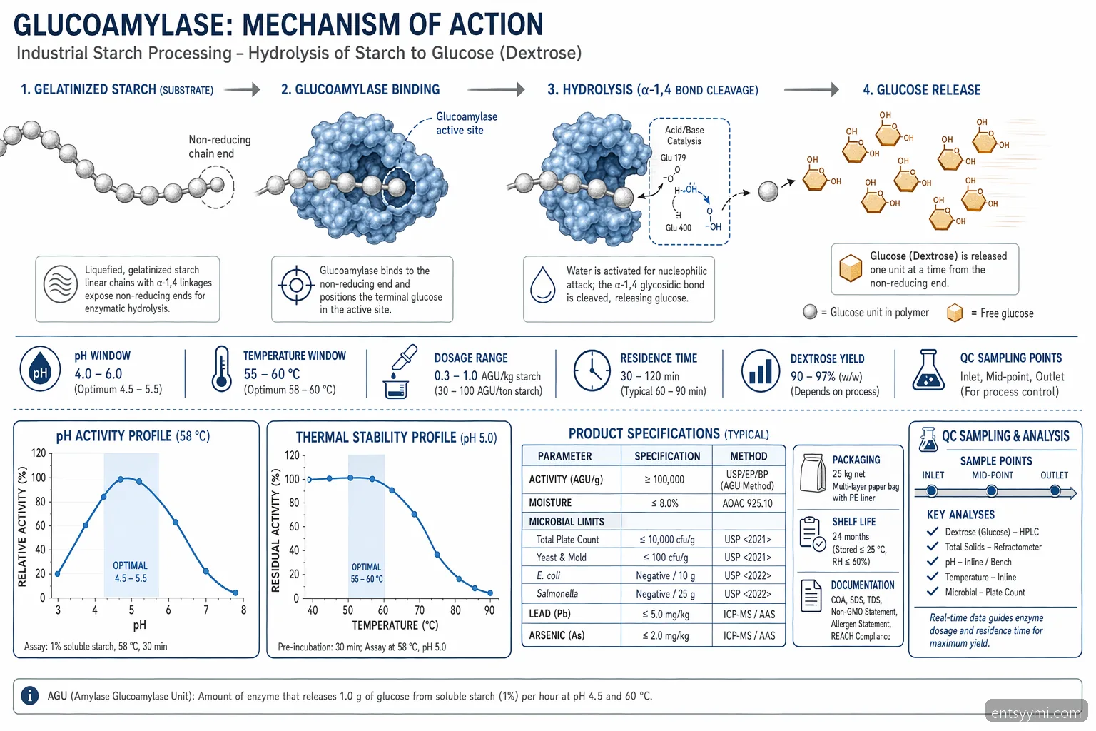 industrial entsyymi starch processing diagram mapping starch hydrolysis to glucose with pH, temperature, and dosage controls
