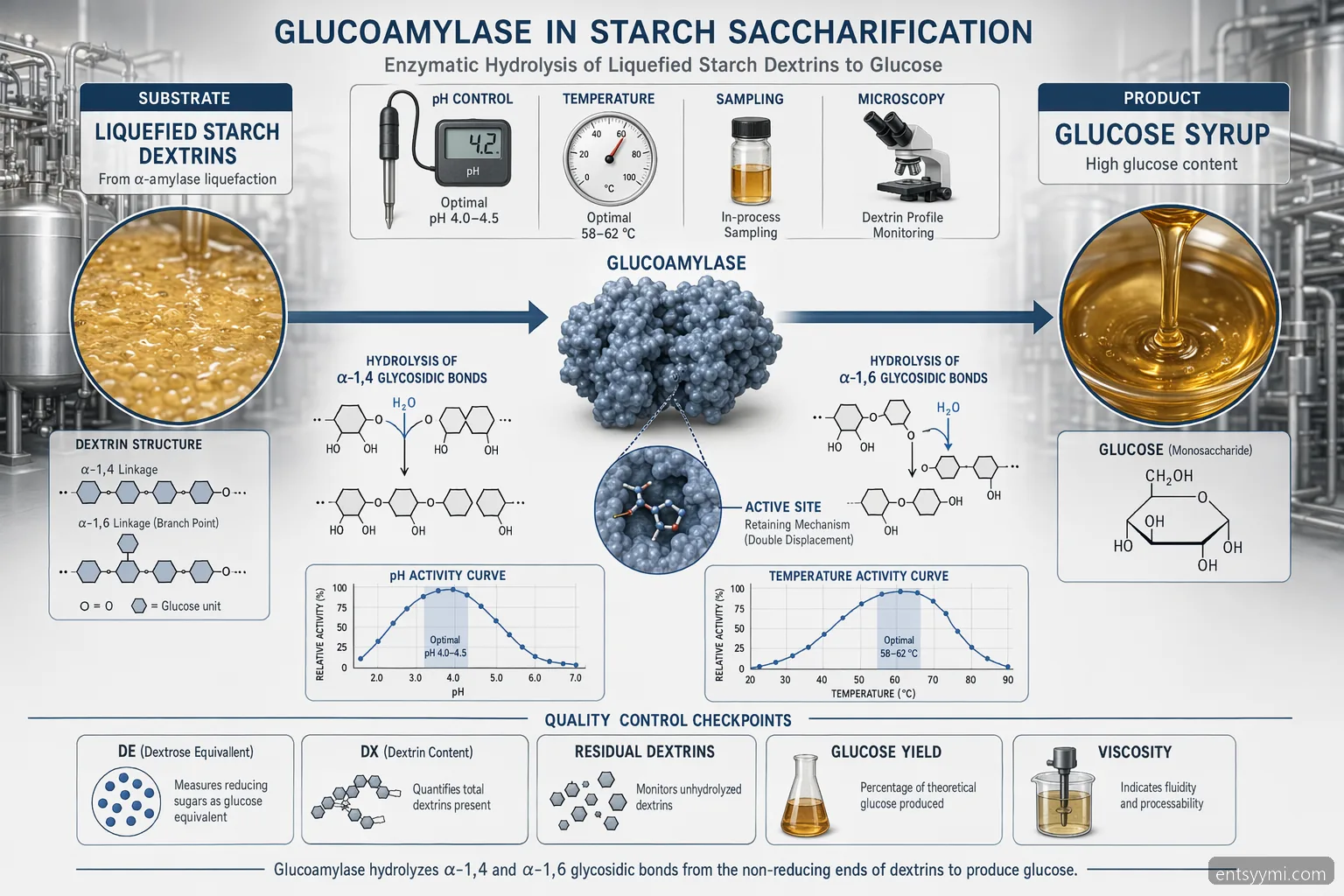 teollisuusentsyymi for starch processing glukoamylaasi saccharification flow with pH, temperature, and DE controls