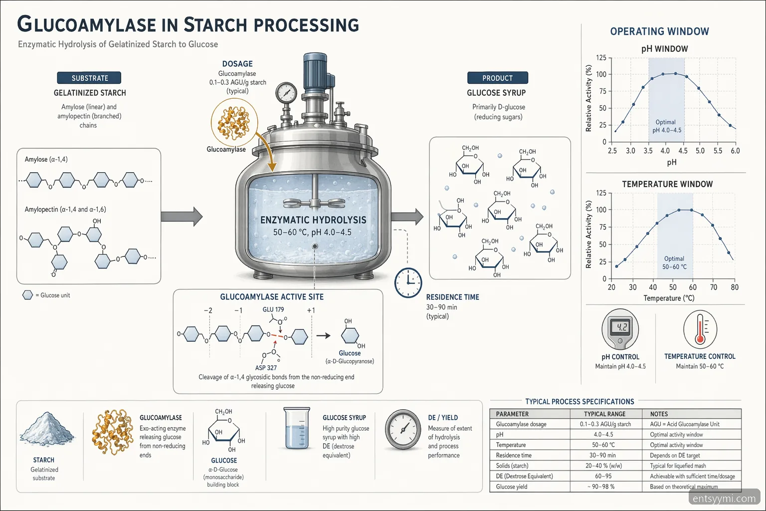 teollisuusentsyymi supplier for starch processing glukoamylaasin prosessikaavio, mapping starch to glucose with pH and temp limits